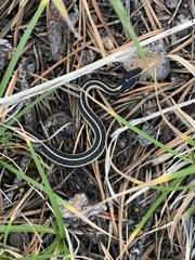 Thamnophis elegans elegans