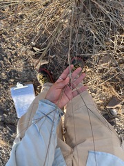 Hoffmannseggia microphylla