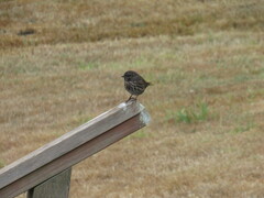 Melospiza melodia morphna