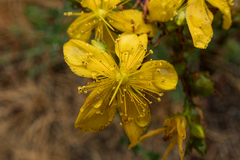 Hypericum
