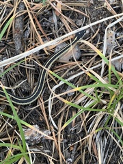 Thamnophis elegans elegans