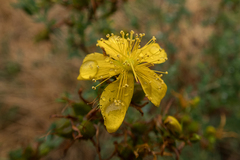 Hypericum