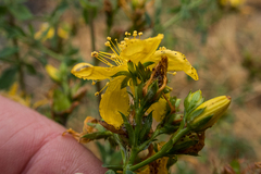 Hypericum
