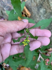 Solidago arguta