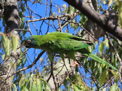 Thectocercus acuticaudatus
