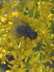 Musca autumnalis