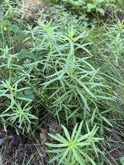 Linaria vulgaris