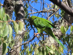 Thectocercus acuticaudatus
