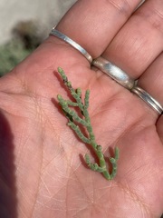 Allenrolfea occidentalis