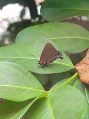 Atlides halesus