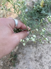 Parthenium