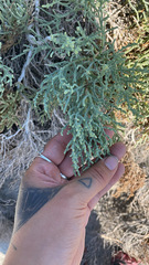 Allenrolfea occidentalis