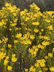 Oedera sedifolia