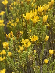 Oedera sedifolia
