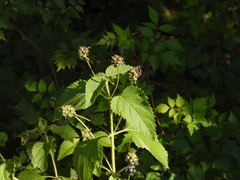 Lantana urticoides