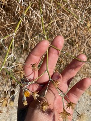 Bebbia juncea