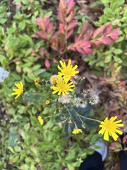 Hieracium lachenalii