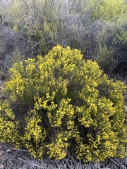 Oedera sedifolia