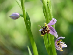 Ophrys oestrifera minuscula
