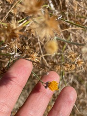 Bebbia juncea