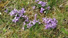 Viola collina
