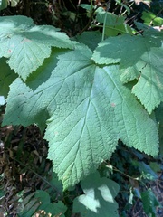 Acer pseudoplatanus