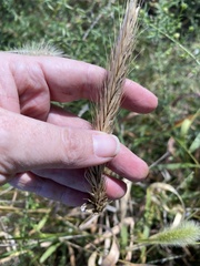 Elymus virginicus
