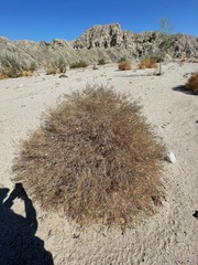 Bebbia juncea