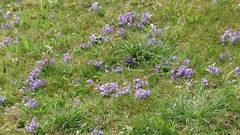 Viola collina