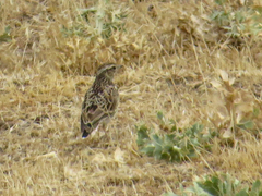 Lullula arborea