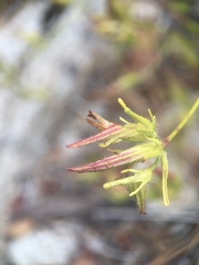 Cordylanthus rigidus