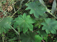 Ricinus communis