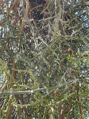 Phoradendron californicum