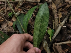 Eulophia maculata