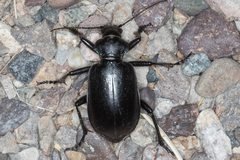 Calosoma peregrinator