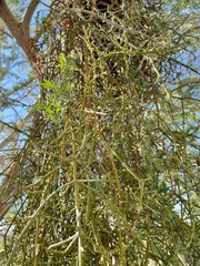 Phoradendron californicum