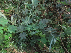 Ricinus communis