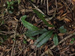 Eulophia maculata