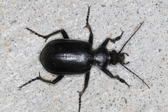 Calosoma peregrinator