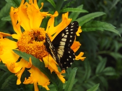 Catasticta nimbice