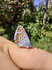 Plebejus argus