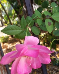 Diplocarpon rosae