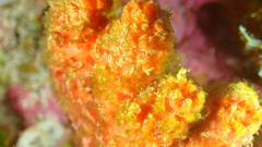 Ptilocaulis walpersii