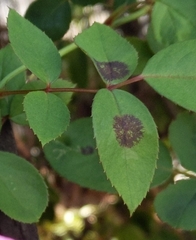 Diplocarpon rosae