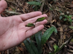 Eulophia maculata