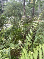 Homalosorus pycnocarpos