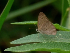 Cissia