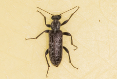 Duboisius barri
