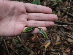 Eulophia maculata