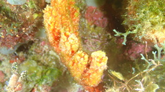 Ptilocaulis walpersii